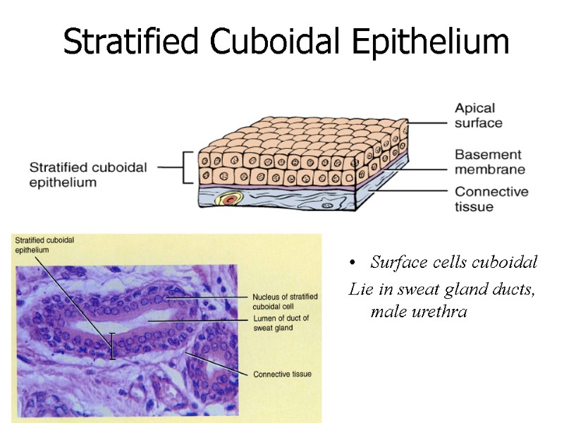 Stratified Cuboidal Epithelium Surface cells cuboidal Lie in sweat gland ducts, male urethra